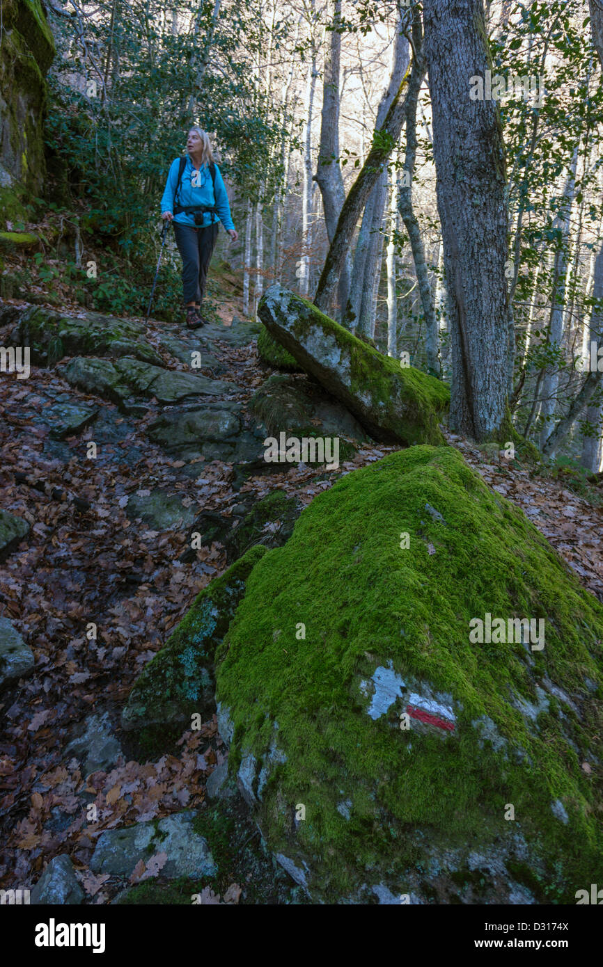 Lone walker in forest of beech trees in the winter, French Pyrenees, with footpath waymark on mossy boulder Stock Photo