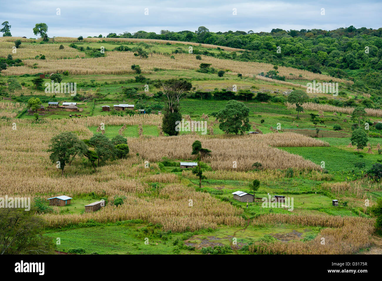 Cultivated land outside Mount Elgon National Park, Kitale, Kenya Stock Photo