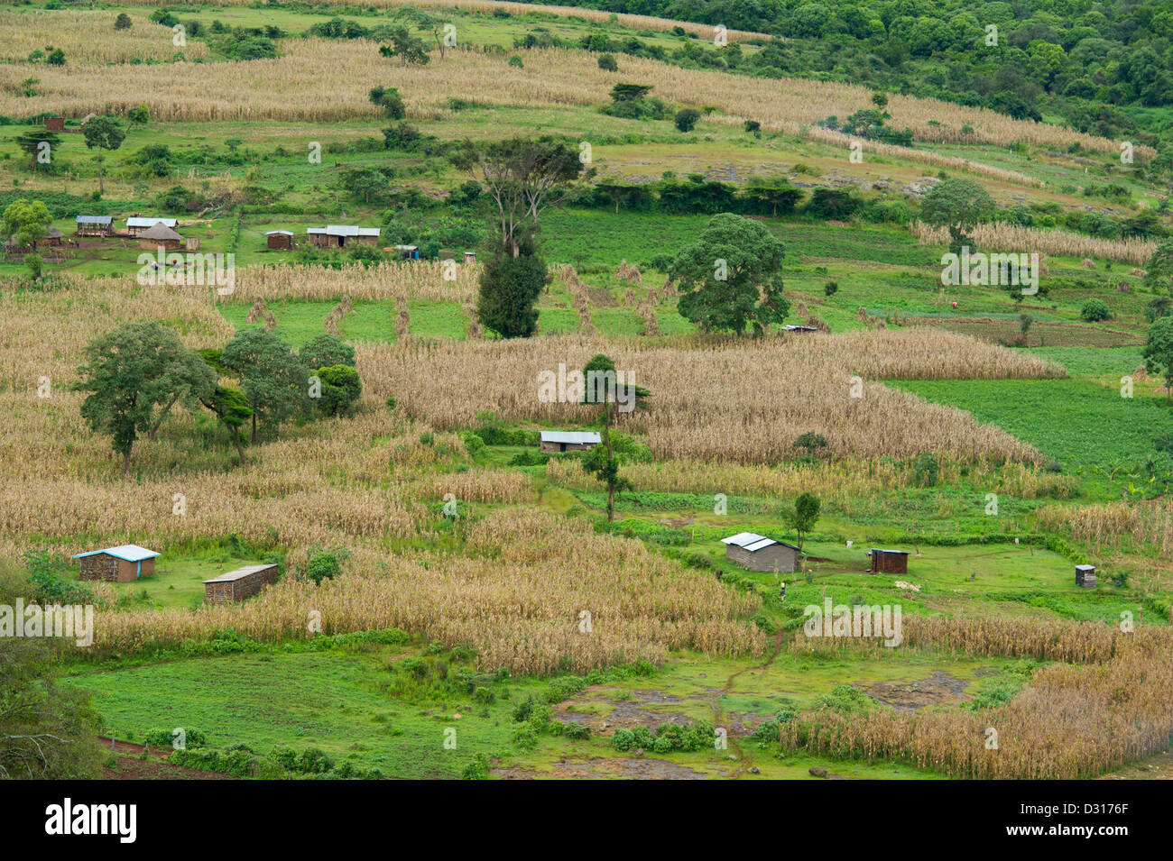 Cultivated land outside Mount Elgon National Park, Kitale, Kenya Stock Photo