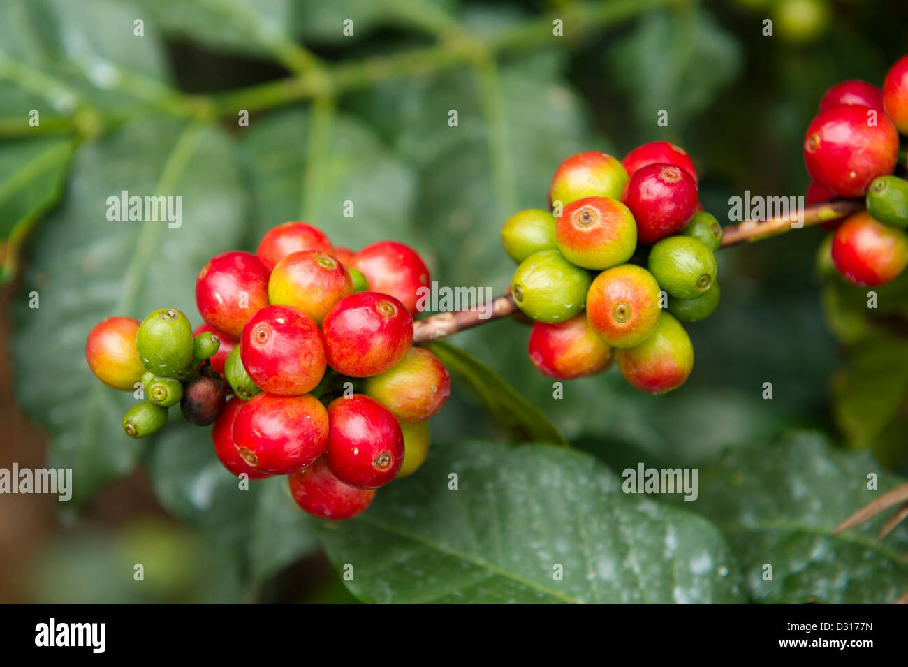 Coffee grows on the footslopes of Mount Elgon, Kitale, Kenya Stock Photo
