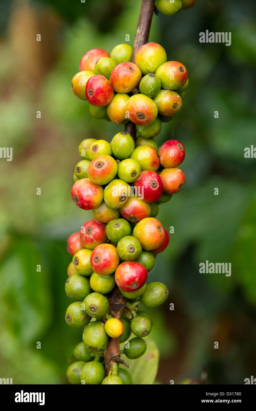 Coffee grows on the footslopes of Mount Elgon, Kitale, Kenya Stock Photo