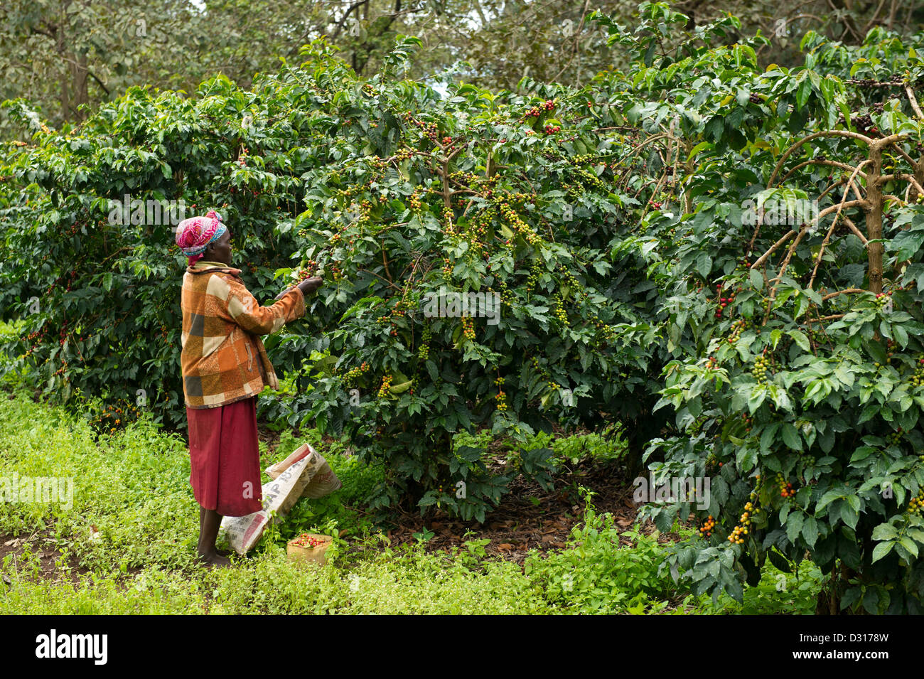 Woman harvesting coffee on the footslopes of Mount Elgon, Kitale, Kenya Stock Photo