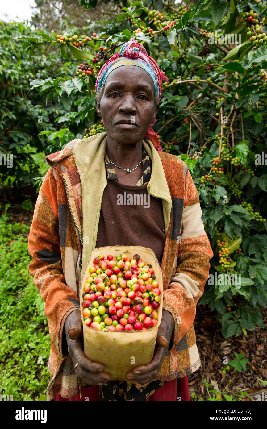 Woman harvesting coffee on the footslopes of Mount Elgon, Kitale, Kenya Stock Photo