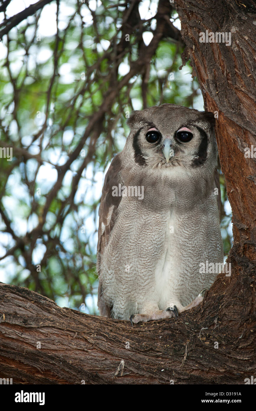Verreaux's Eagle-Owl, Bubo lacteus, Lake Baringo, Kenya Stock Photo
