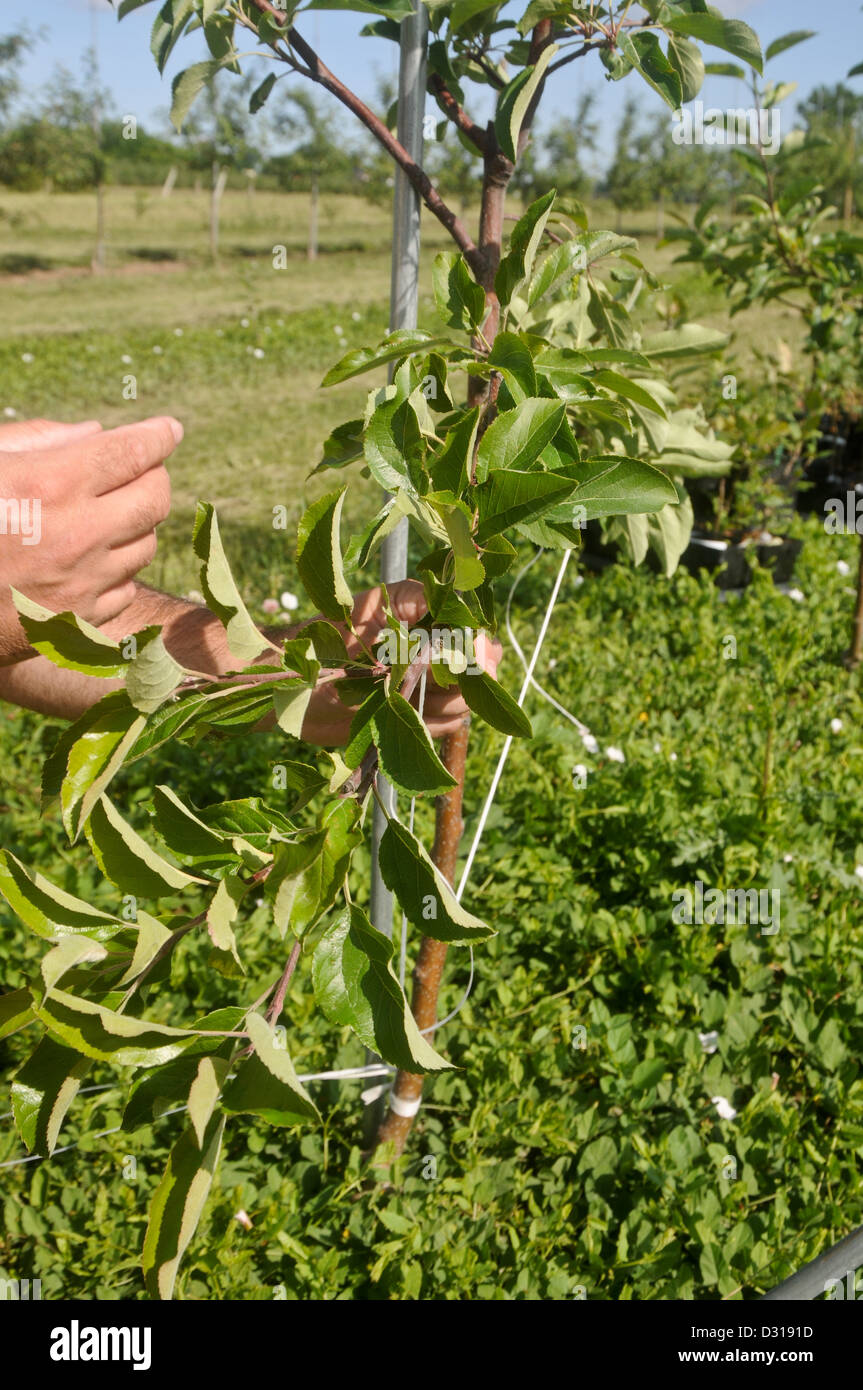 Training tall spindle apple tree Stock Photo Alamy