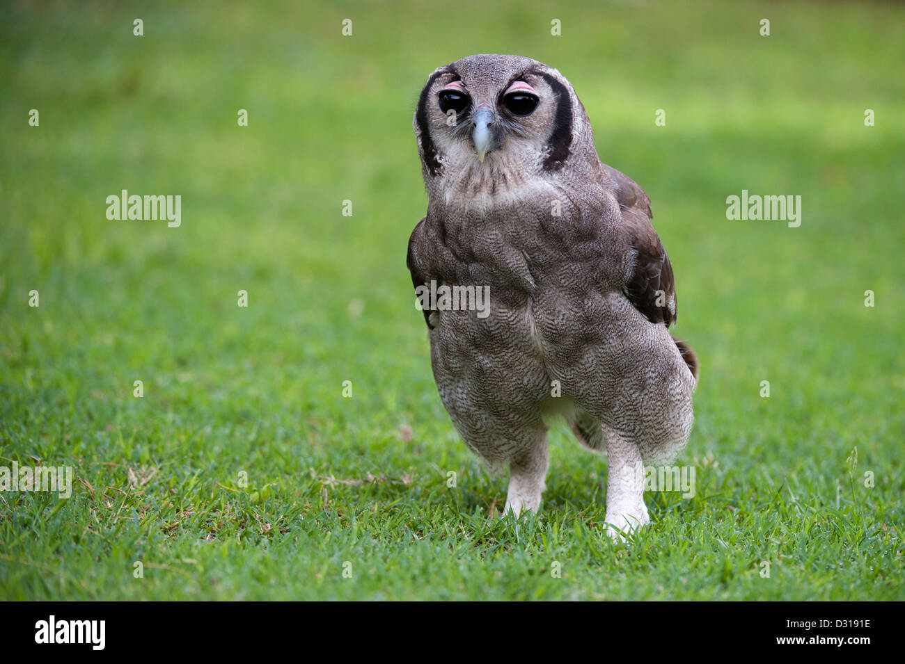Verreaux's Eagle-Owl, Bubo lacteus, Lake Baringo, Kenya Stock Photo