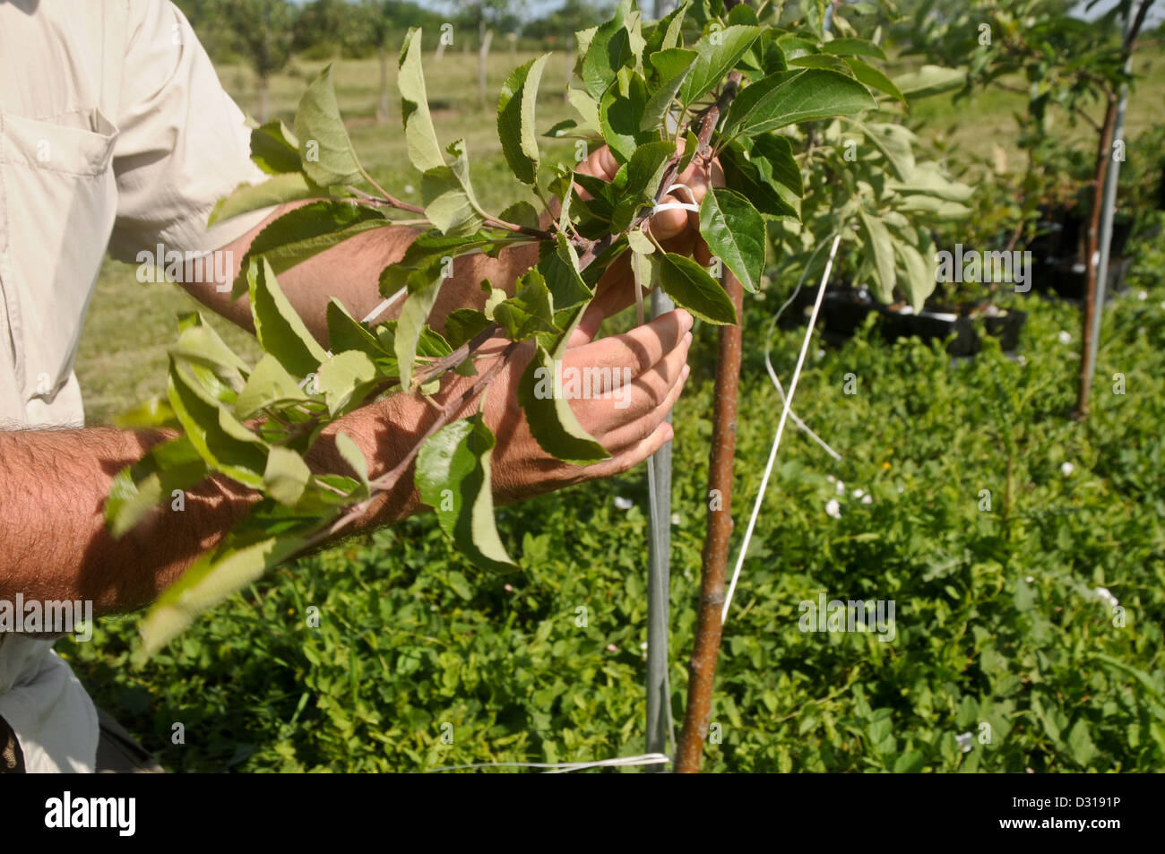 Training tall spindle apple tree Stock Photo Alamy