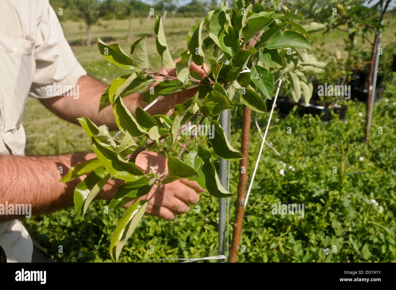 Training tall spindle apple tree Stock Photo Alamy