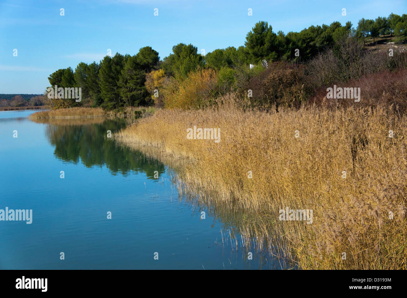 Reeds on a riverbank, Bassin du Realtor, France Stock Photo