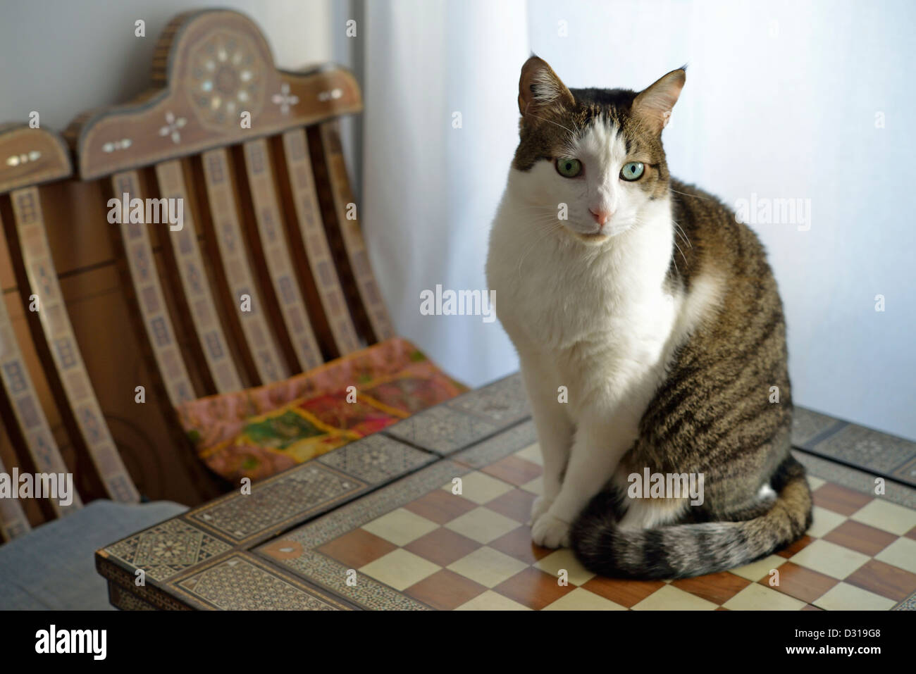 Cat sitting on a table inside Stock Photo