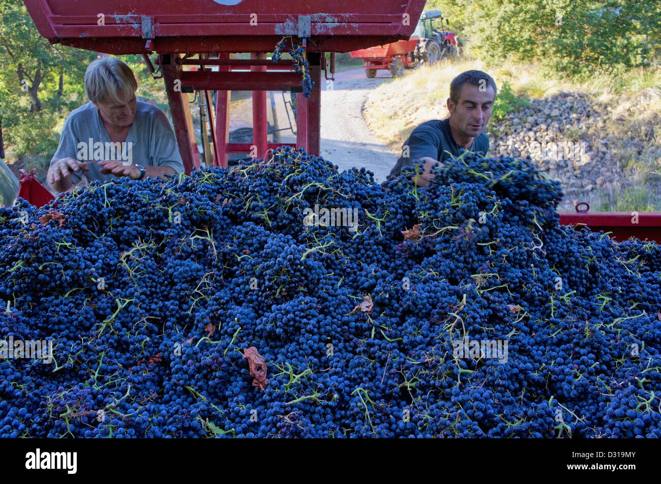 Vineyard, France - Harvested black grapes in trailer from a vineyard in Beaumes-de-Venise, Cote du Rhone, France Stock Photo