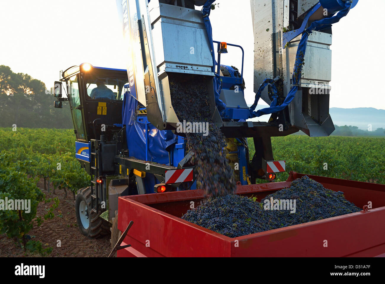 Grape combine harvester machine offloading grapes in vineyards nr Sainte-Victoire mountain, Trets, Cote du Rhone region, France Stock Photo