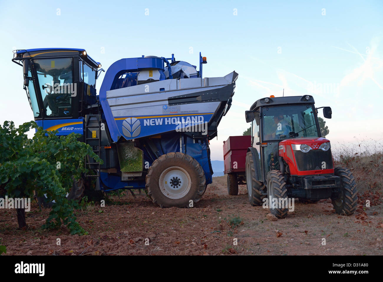Grape combine harvester machine about to offload into a tractor trailer in vineyards, Trets, Cote du Rhone wine region, France Stock Photo