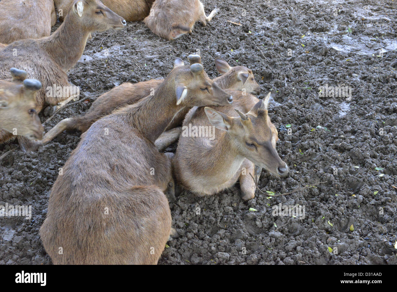 Deer resting at the Botanic gardens in Mauritius Stock Photo - Alamy