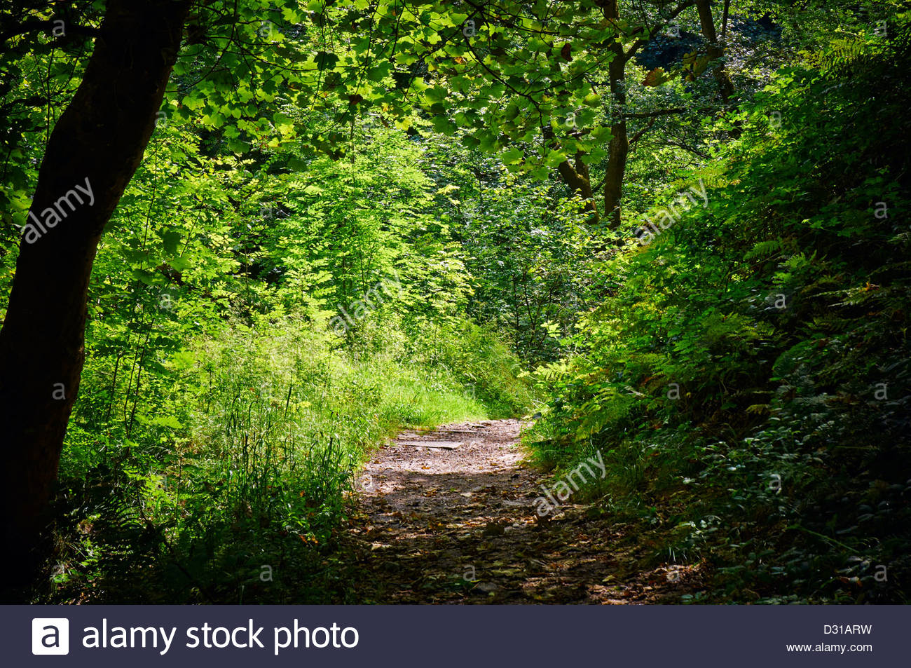 Ancient Woods Welsh High Resolution Stock Photography and Images Alamy