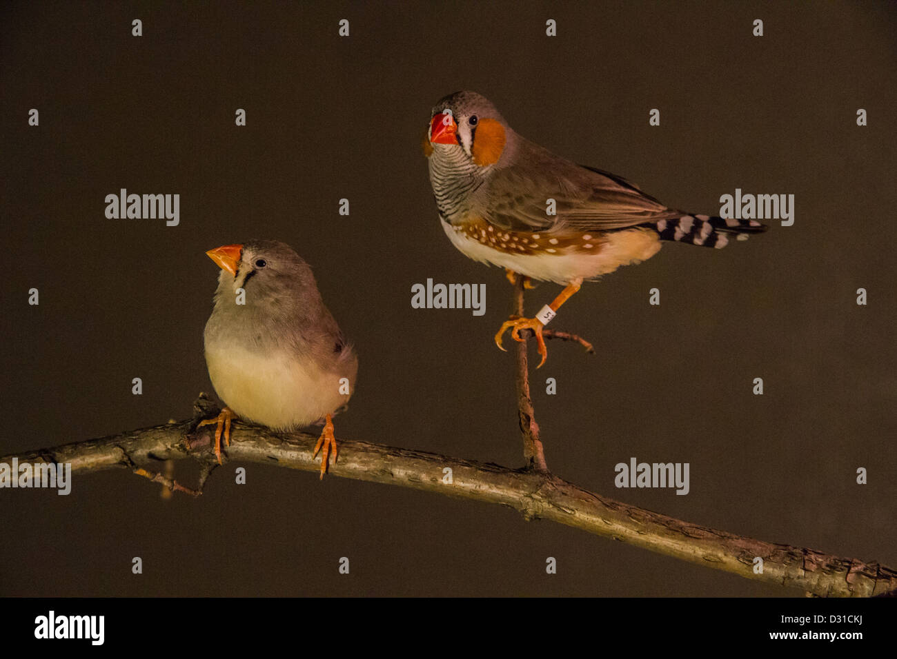 Zebra finch male female hi-res stock photography and images - Alamy