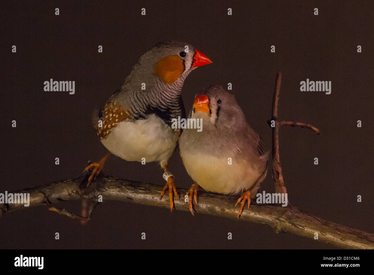Zebra finch male female hi-res stock photography and images - Alamy