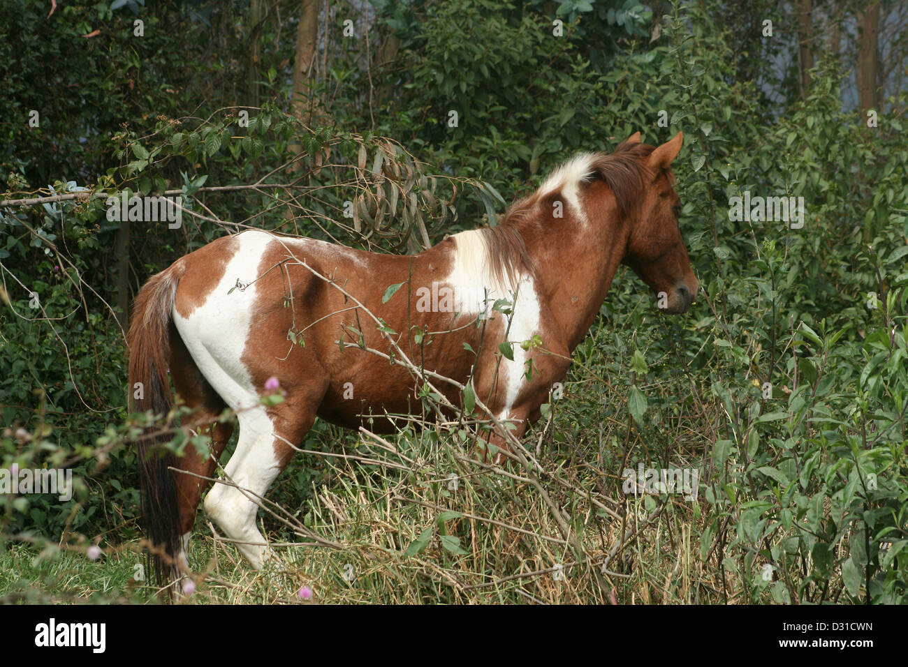 A brown and white horse standing in a forest in Cotacachi, Ecuador Stock Photo