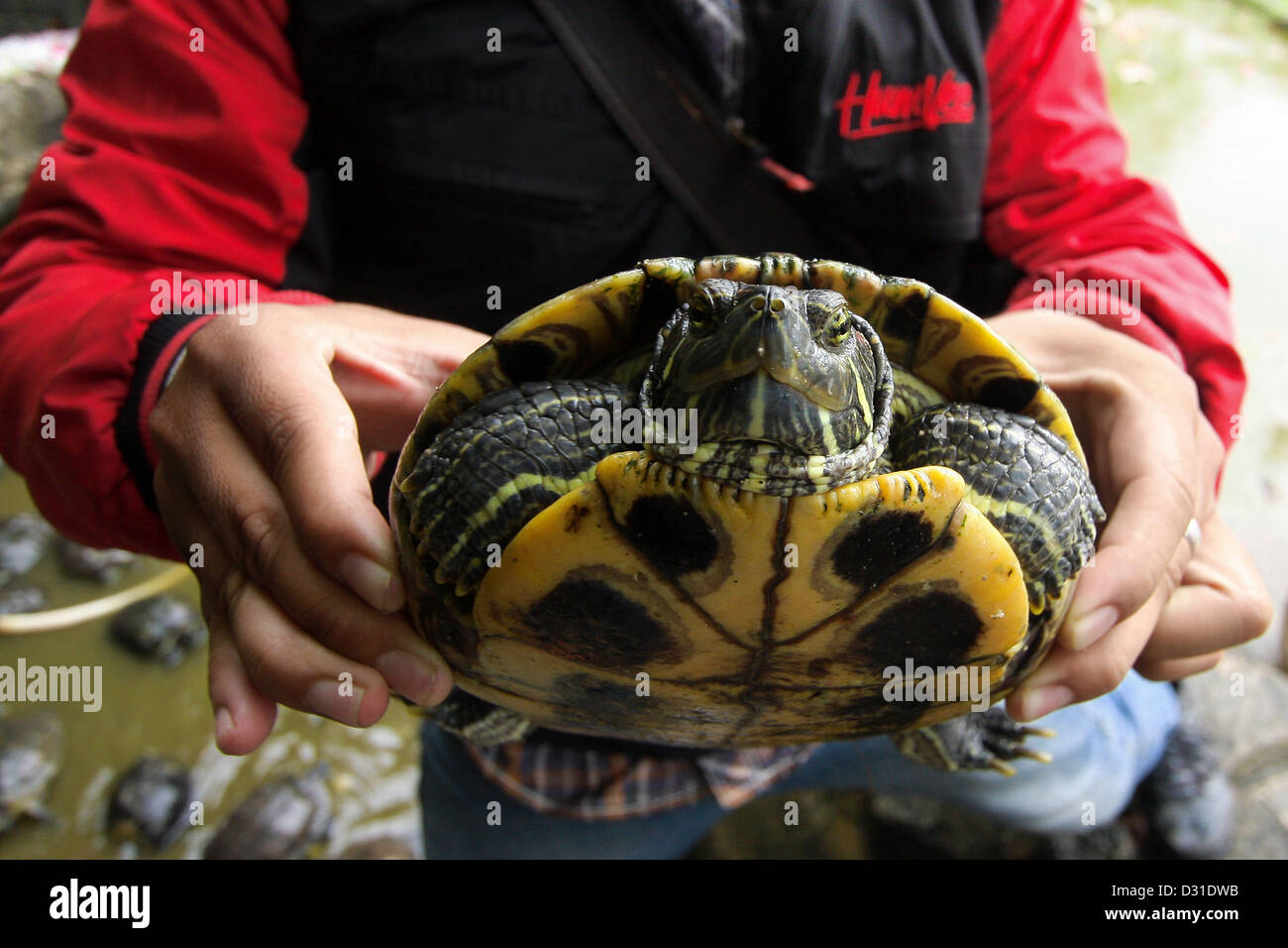 Feb. 6, 2013 - Batam, Kepulauan Riau, Indonesia - Green turtles or turtle  Brazil has the Latin name trachemys scripta elegans. Physical  .characteristics of this type of turtle is has a red