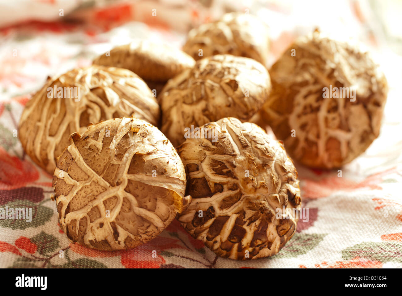 Fresh Shiitake Mushrooms showing the donko pattern on their caps Stock
