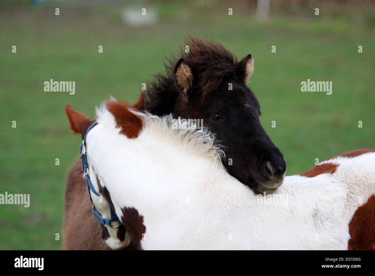 American Paint horse foal and Iceland pony on meadow, Lower Saxony, Germany Stock Photo