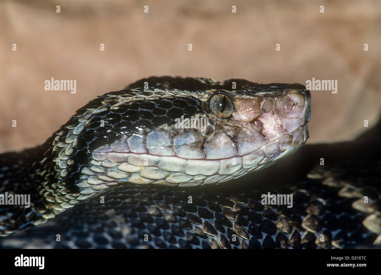 Jararaca, Pit Viper. Bothrops jararaca, Brazil, a dangerously venomous snake Stock Photo