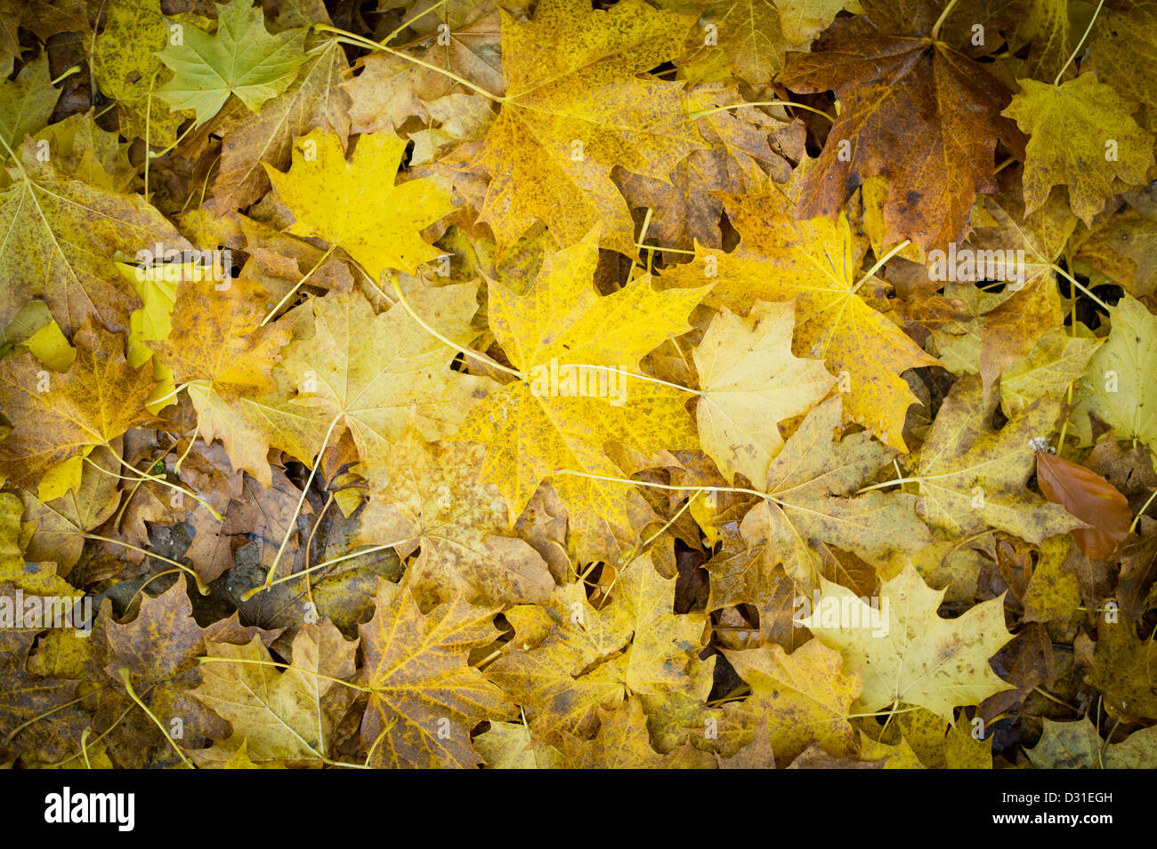 Golden Autumn leaves Stock Photo - Alamy