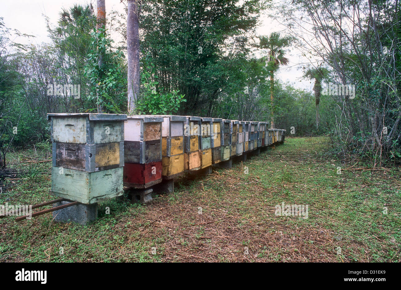 Bee hives Zapata Peninsula Cuba Stock Photo