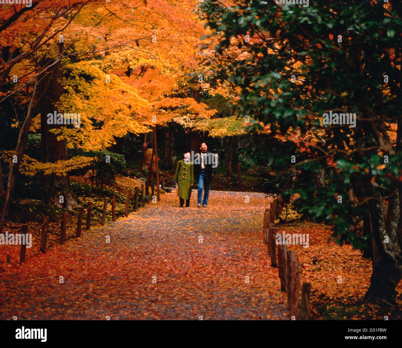 Walking among the autumn leaves at Ryoanji, a Buddhist temple in Kyoto, Japan Stock Photo