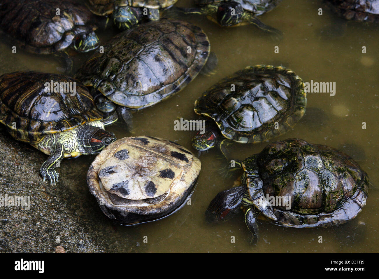 Feb. 6, 2013 - Batam, Kepulauan Riau, Indonesia - Green turtles or ...