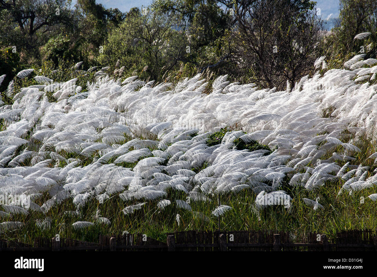 Myanmar, flowers of sugar cane Stock Photo Alamy