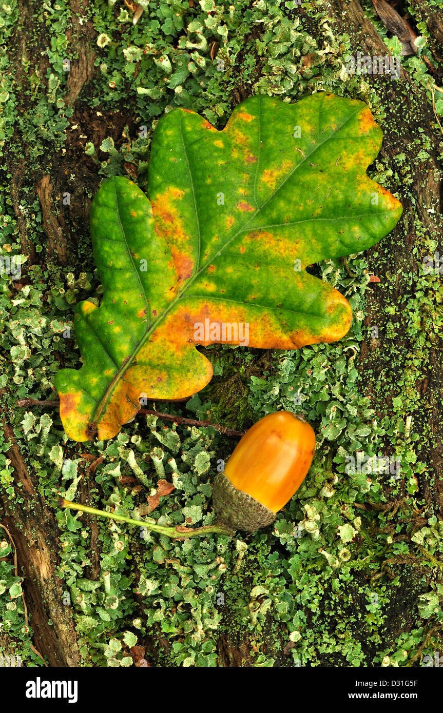 Ripe oak acorn with a single oak leaf. Dorset, UK October 2010 Stock Photo