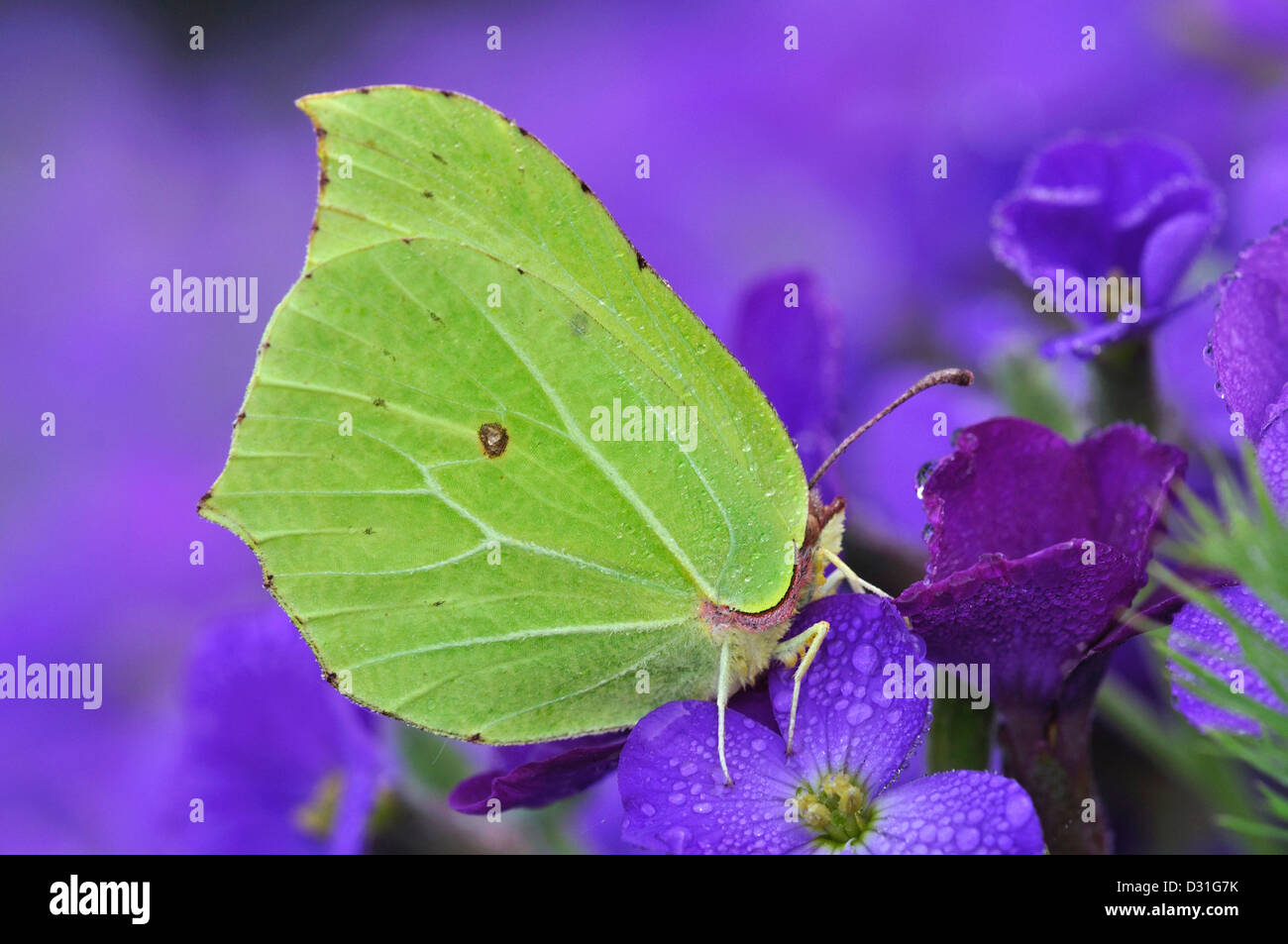 Yellow butterfly brimstone sulphur hires stock photography and images
