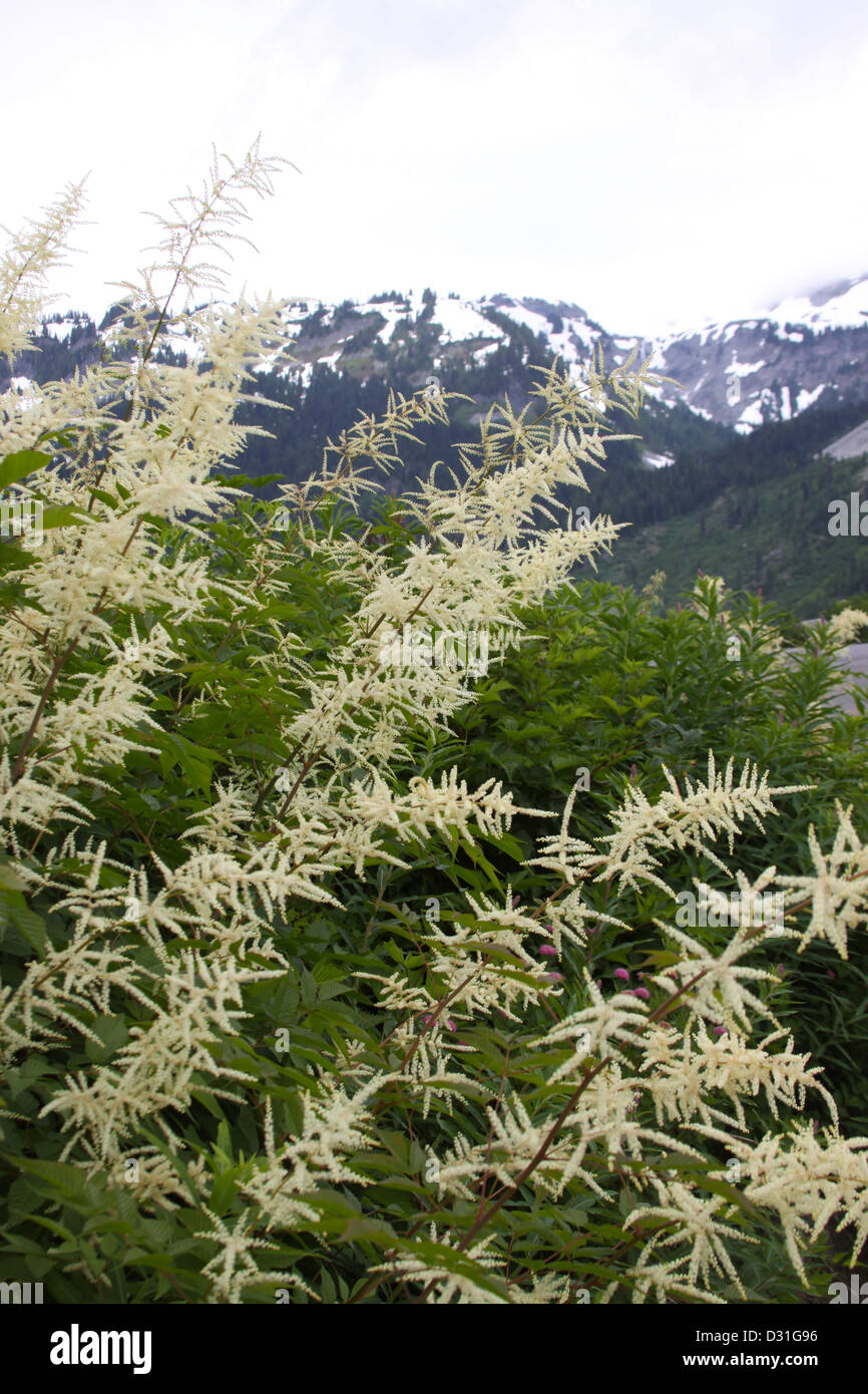 Astilbe Japonica blooming on a mountain in spring. Stock Photo