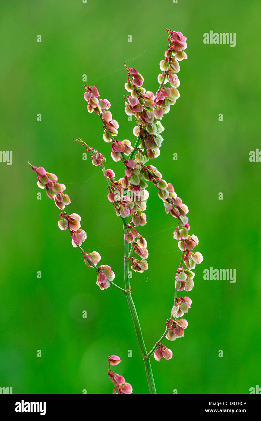 A view of common sorrel Stock Photo