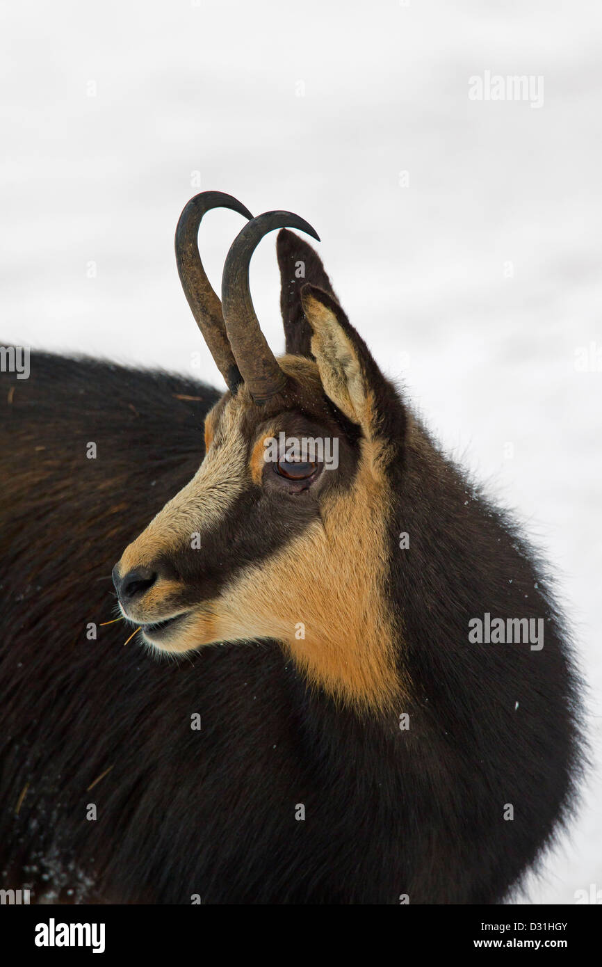 Chamois (Rupicapra rupicapra) close up of buck in the snow in winter Stock Photo