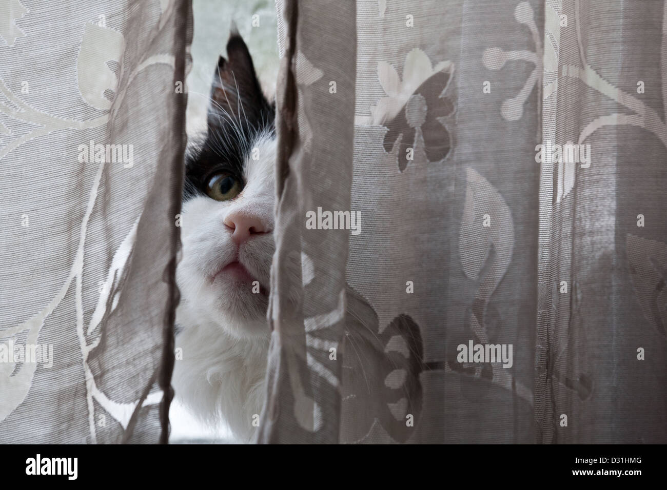 Black and white domestic cat behind curtain. Stock Photo