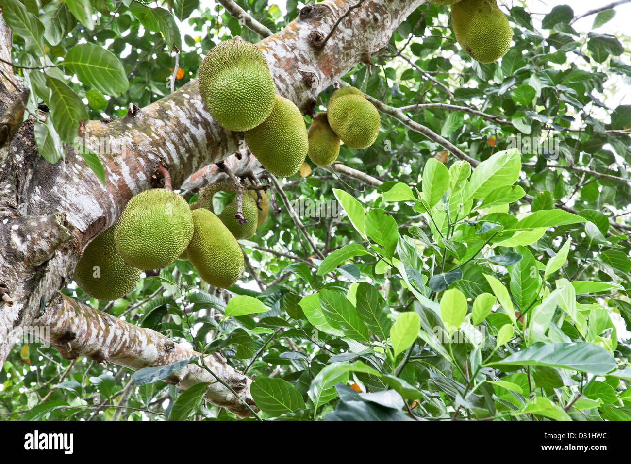 Zanzibar;Africa;Jackfruit;fruit;vegetables;herds grown on Organic Farms Stock Photo