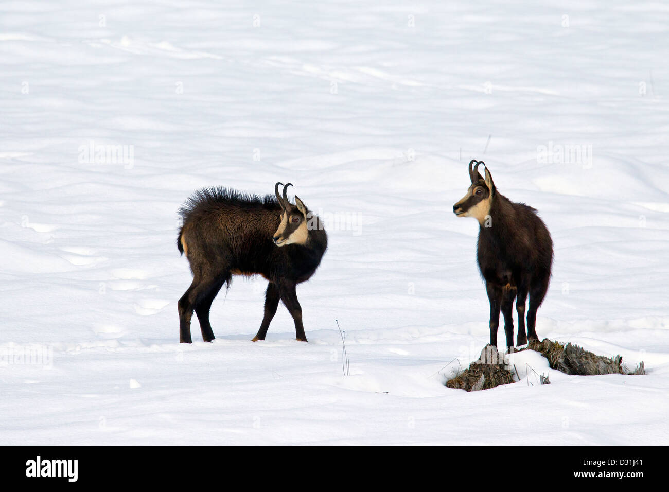 Two Chamois (Rupicapra rupicapra) bucks during the rut in the snow in winter Stock Photo