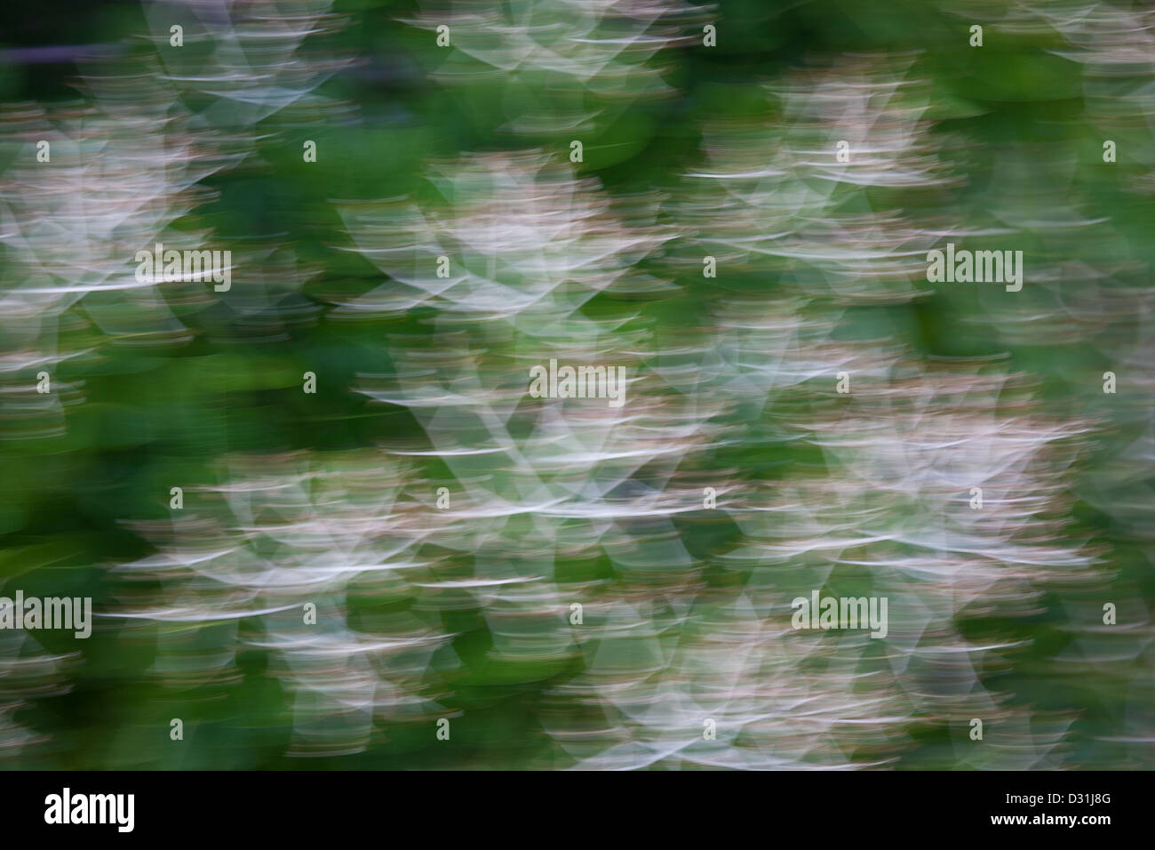 Abstract Espave trees in Soberania national park, Panama province, Republic of Panama. Stock Photo