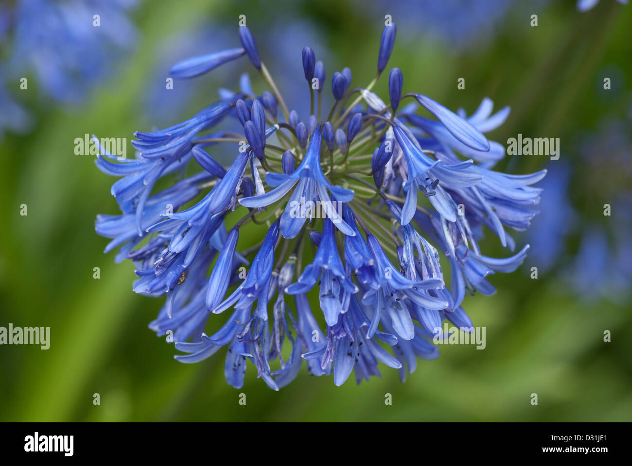 Agapanthus blue flowers in close up Stock Photo