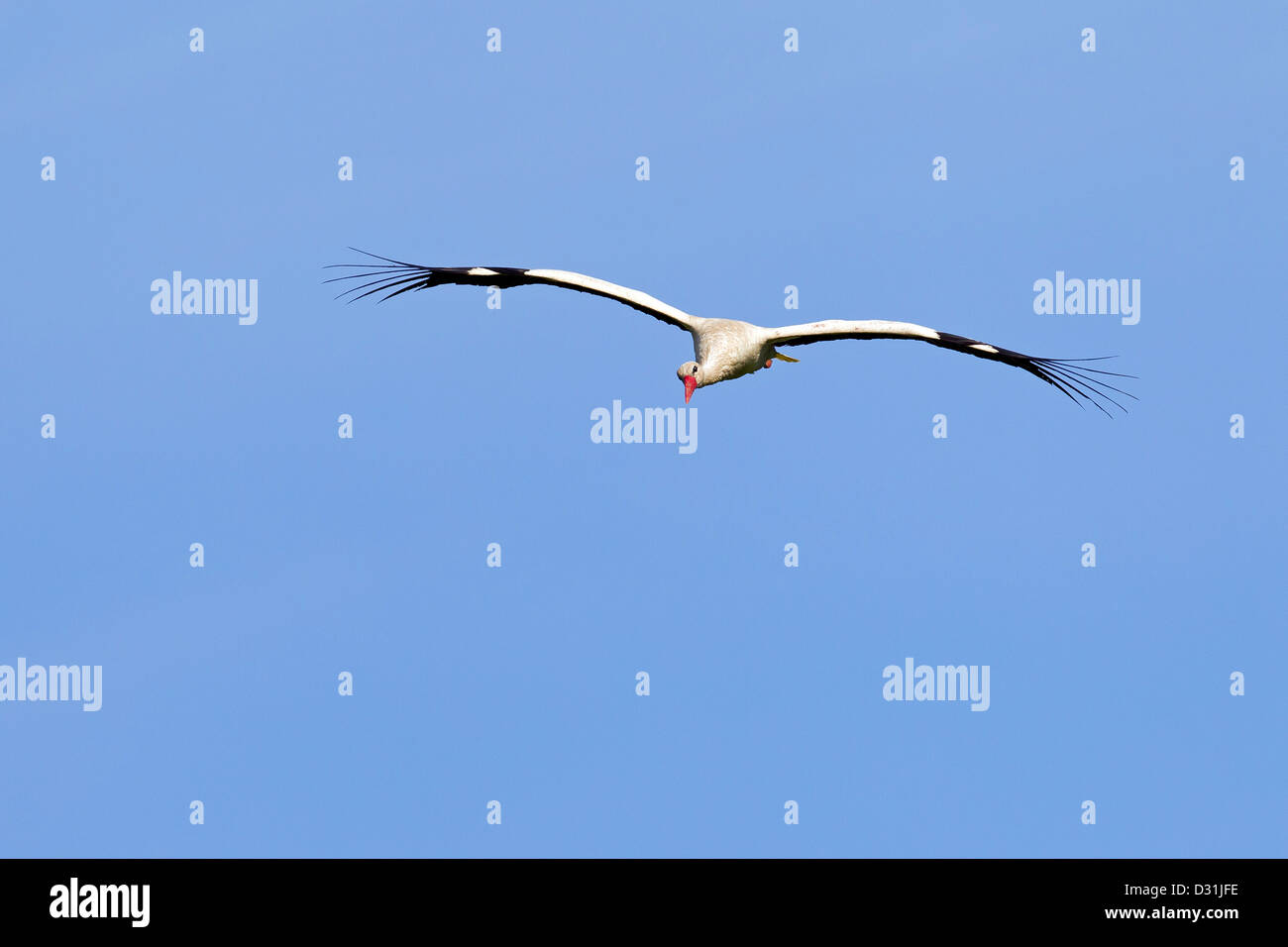 White Stork (Ciconia ciconia), bird of passage in flight against blue sky Stock Photo