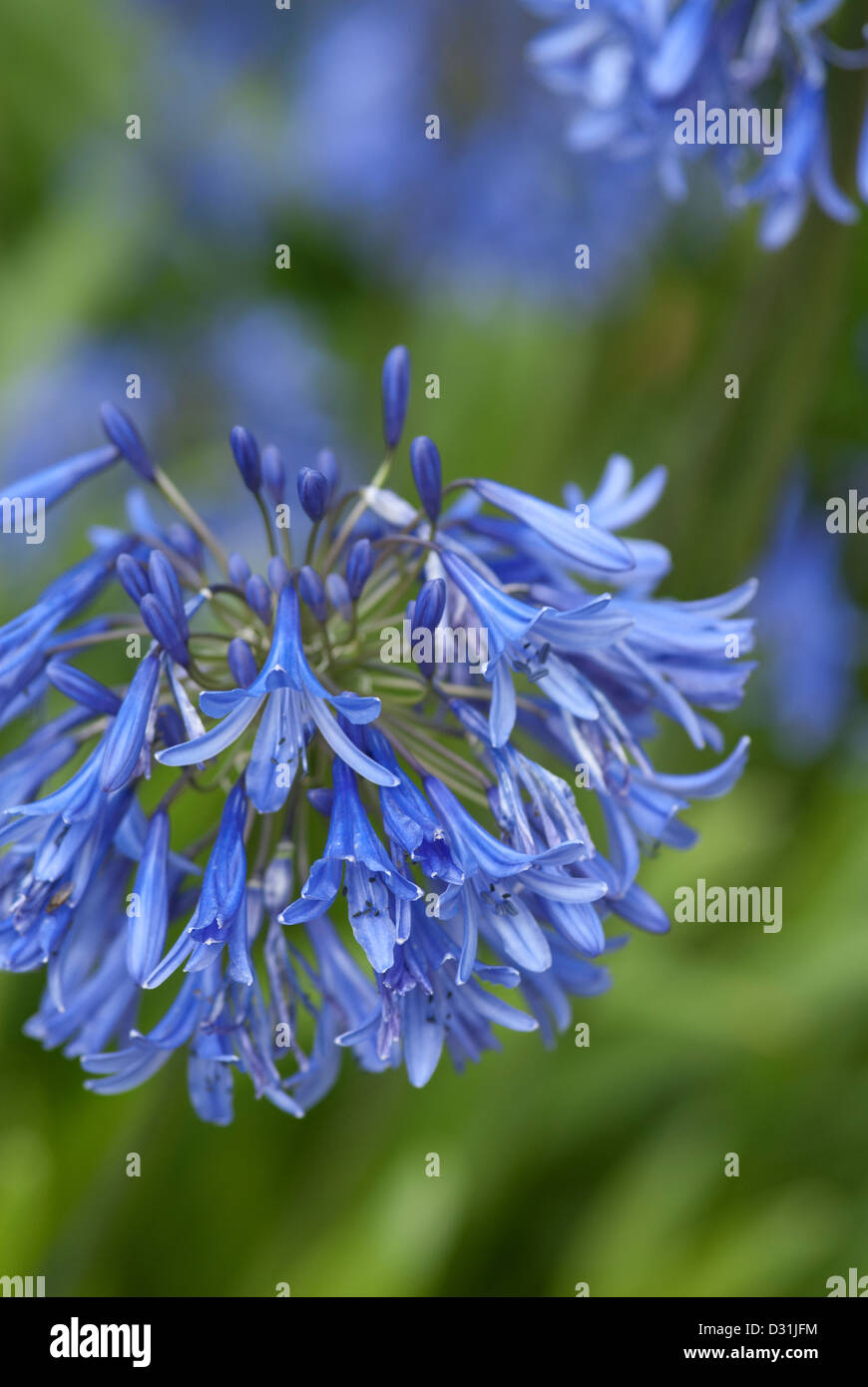 Agapanthus blue flowers in close up Stock Photo