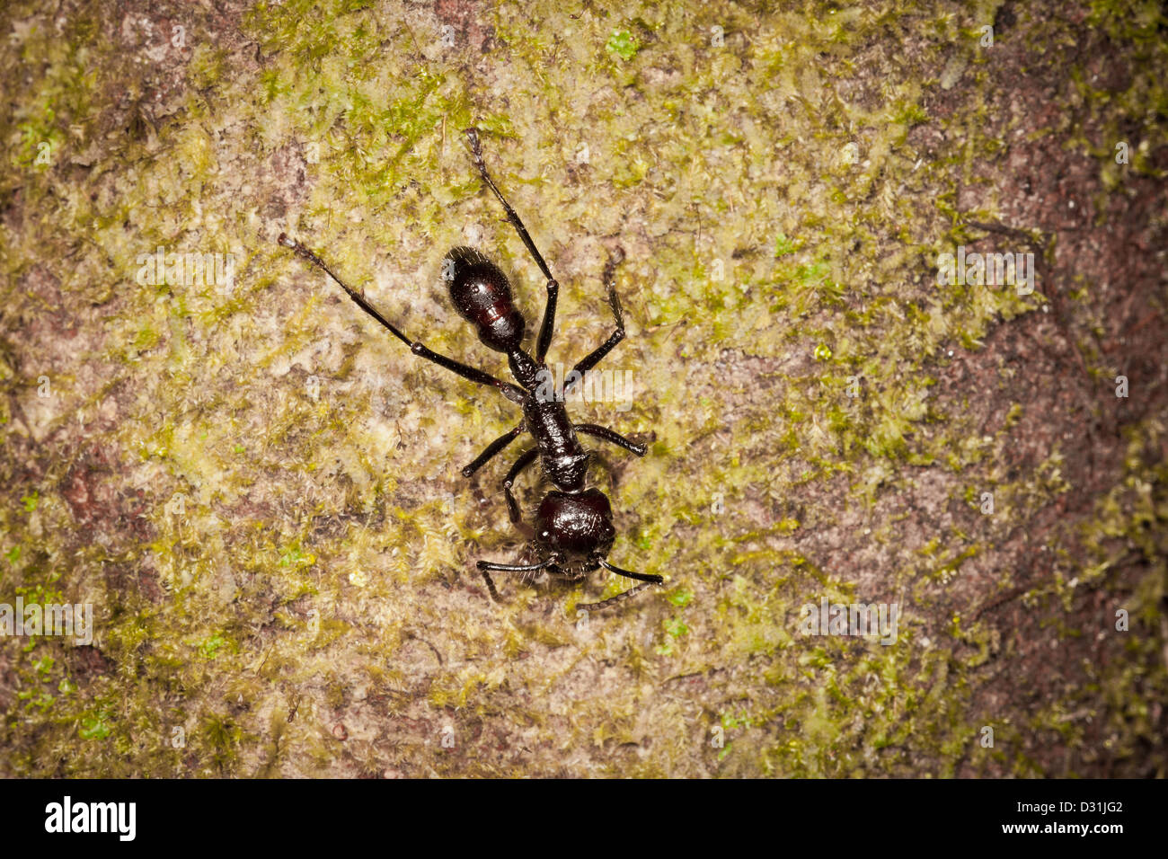 Bullet Ant, Parponera clavata, in the rainforest at Burbayar nature reserve, Panama province, Republic of Panama. Stock Photo