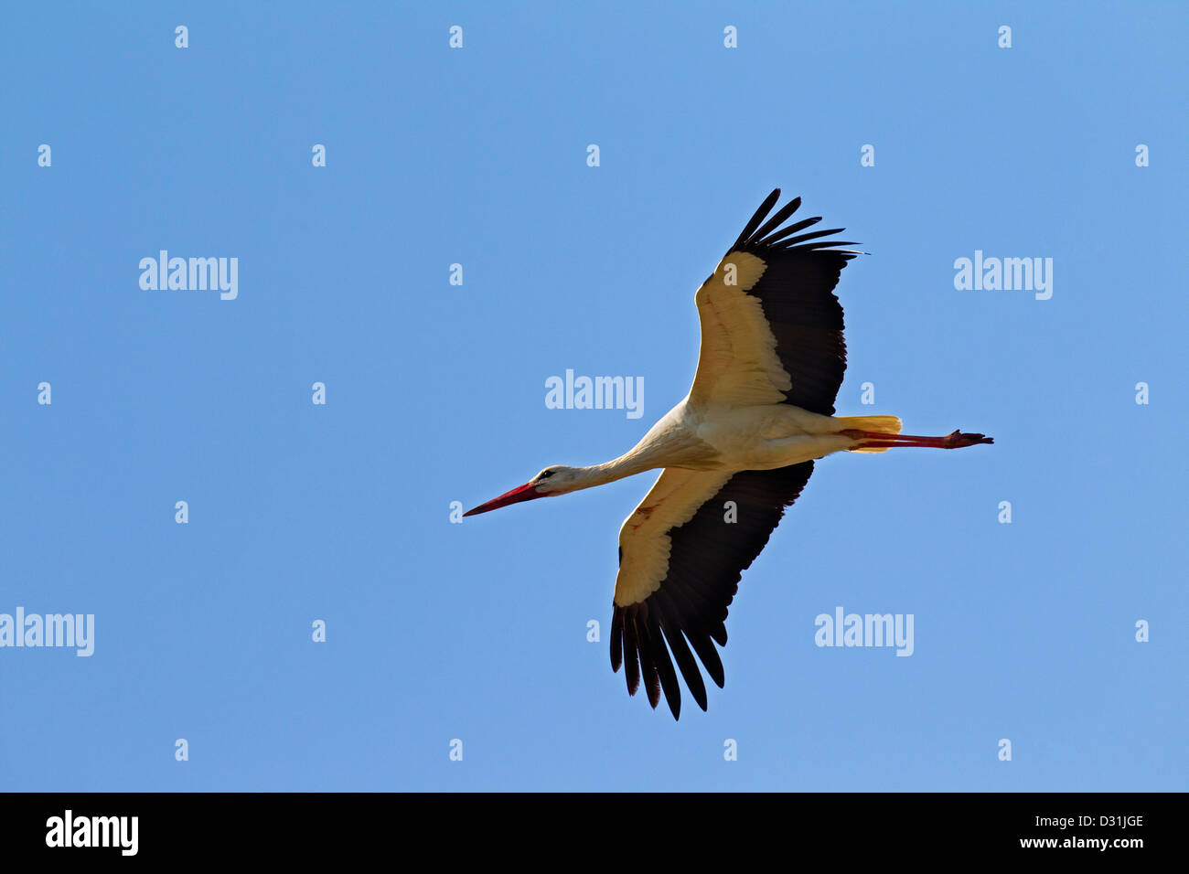 White Stork (Ciconia ciconia), bird of passage in flight against blue sky Stock Photo