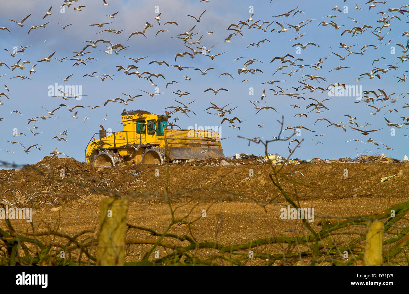 recycling tip with big yellow bulldozer and hundreds of scavenging seagulls a vision of the future Stock Photo