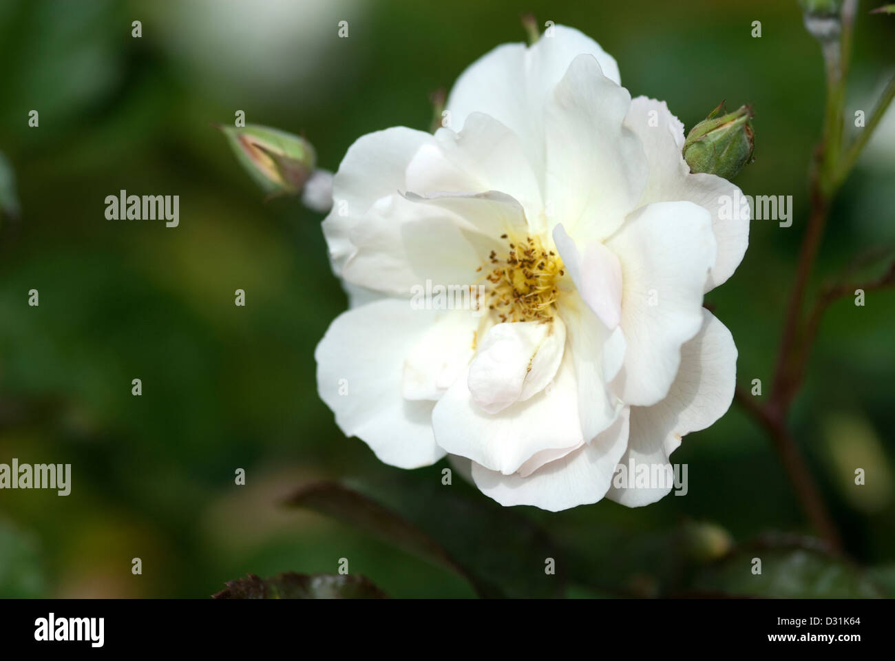 a single white rose against a natural background Stock Photo - Alamy