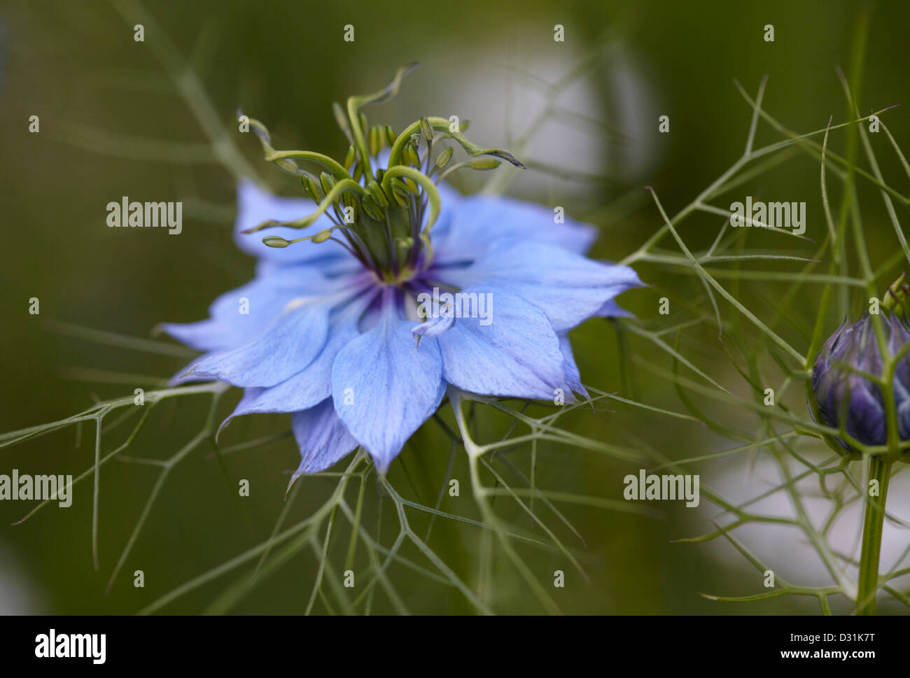 Love in a Mist flowering in an English garden Stock Photo