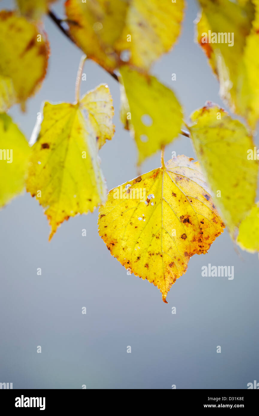 Autumn colours of Tilia cordata, Small leaved Lime, Wales, UK. Stock Photo