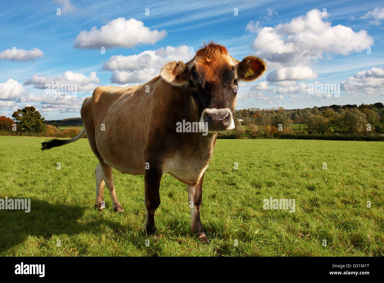 Jersey cow in a Norfolk meadow Stock Photo